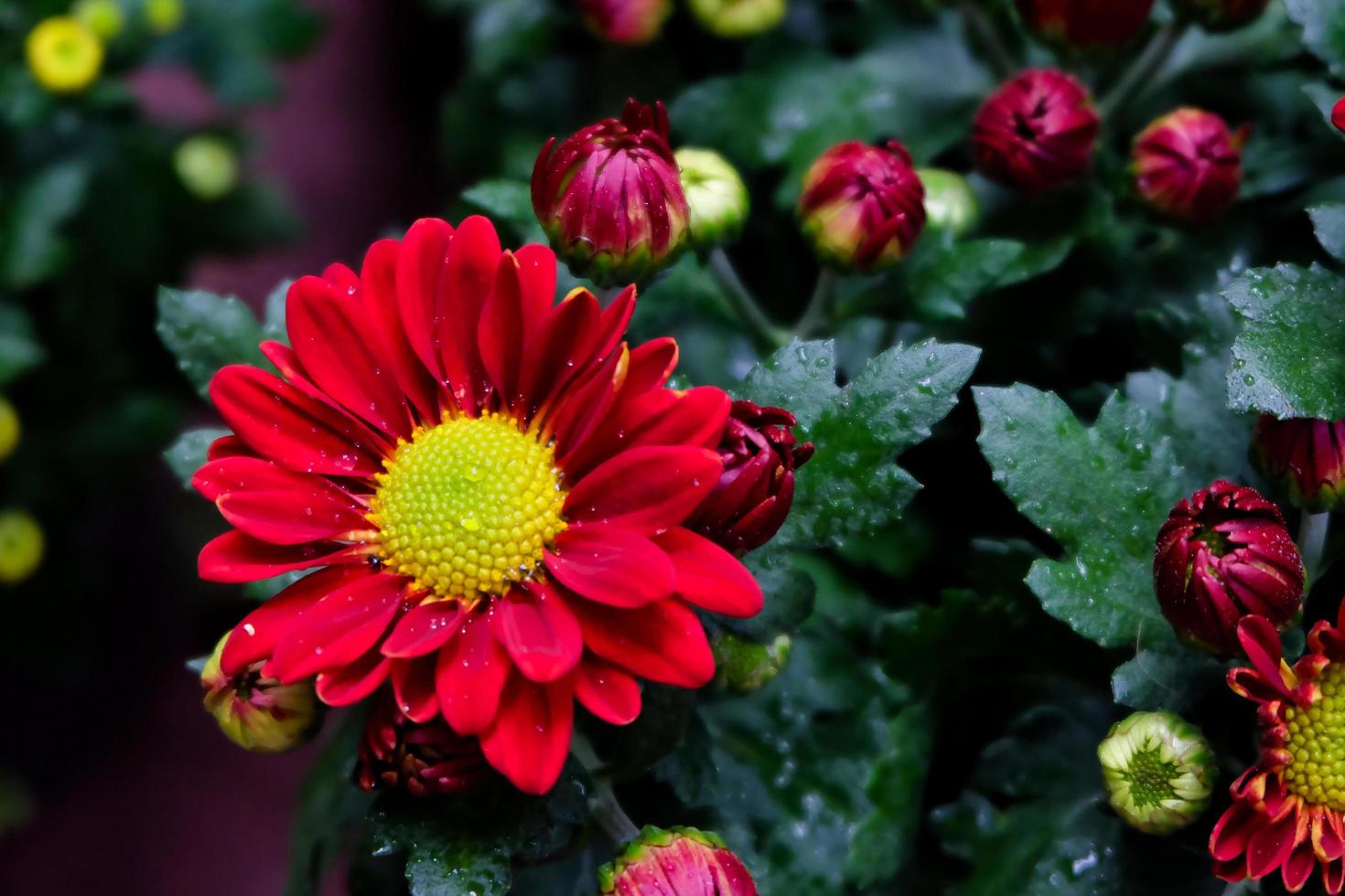 Close up photo, Beautiful Red Aster flower  in natural garden with soft focus and blurred background, Selectived focus photo