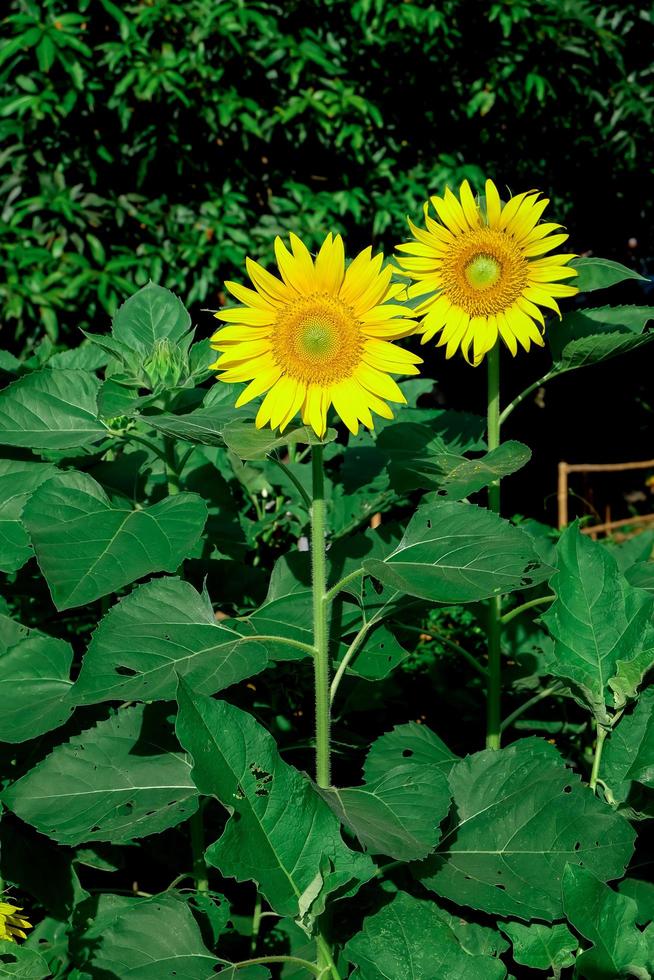 Closeup of sunflower on field photo