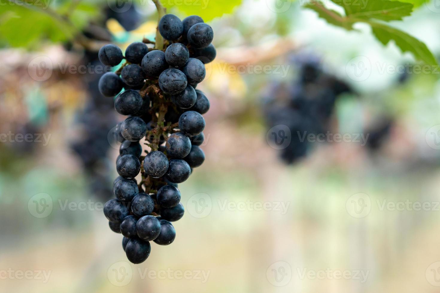 Close-up of Black grapes on the vine in the field, Grown in Thailand photo