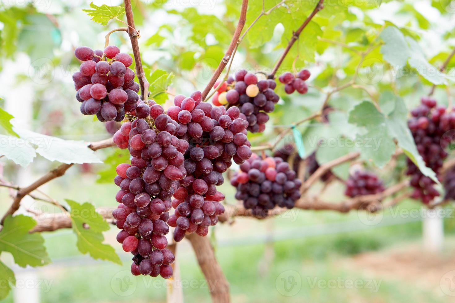 Close-up of Red grapes on the vine in the field, Grown in Thailand photo