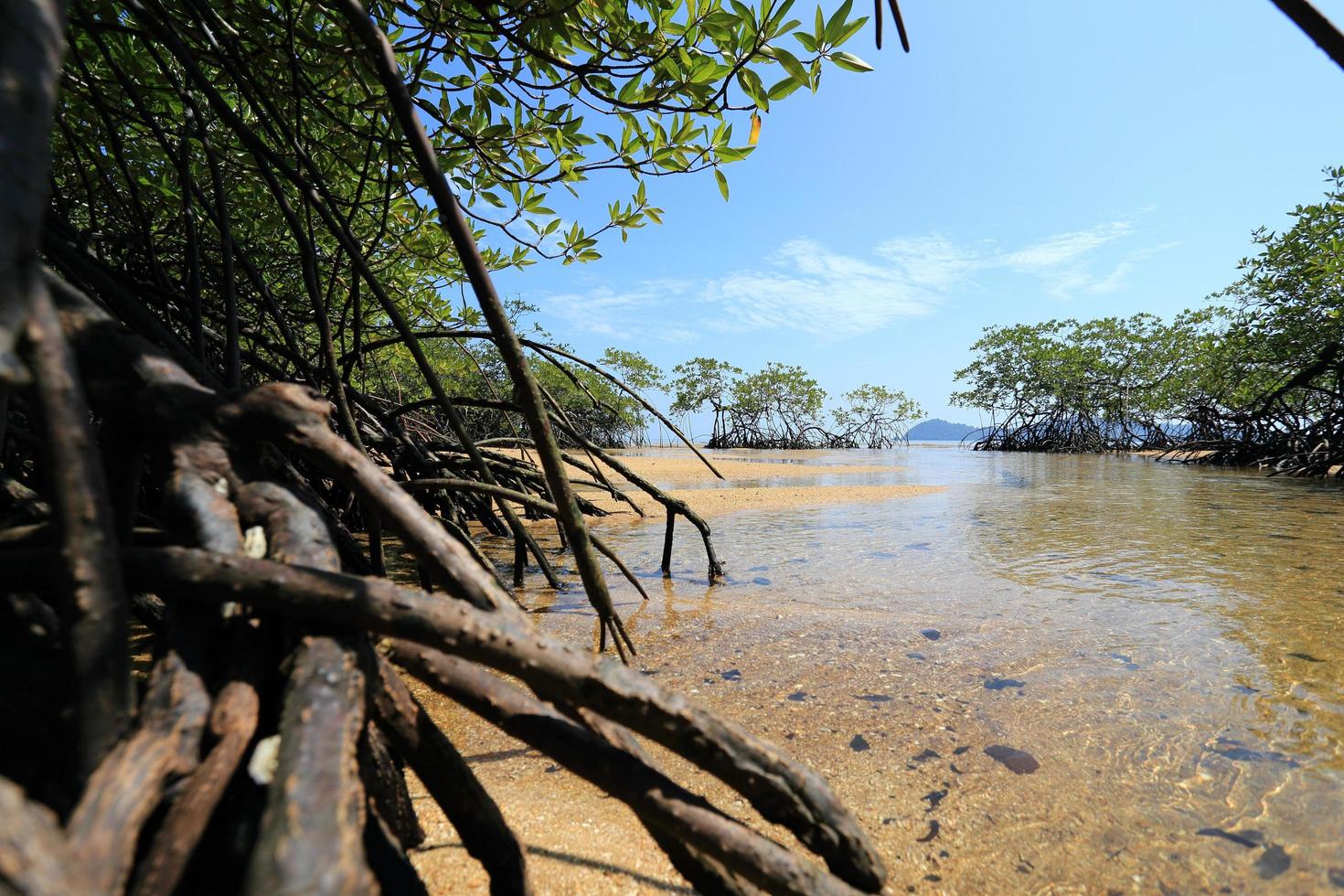 Mangrove forest in the tropical place photo