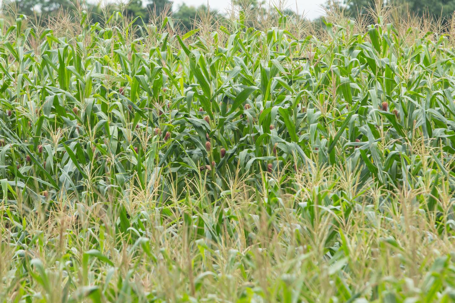 Green field of corn growing up photo