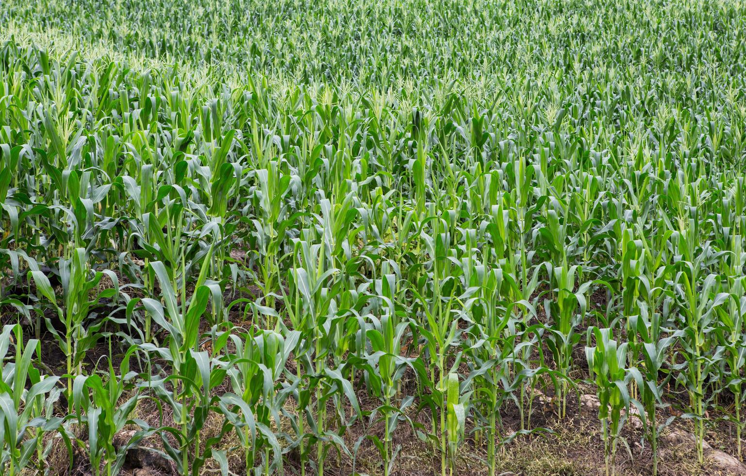 Green field of corn growing up photo