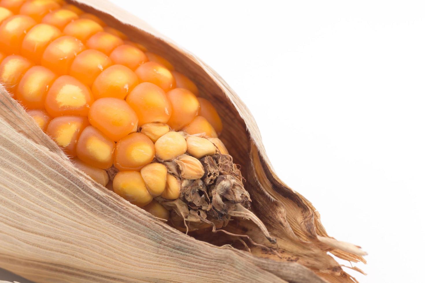 close up of the corn photo