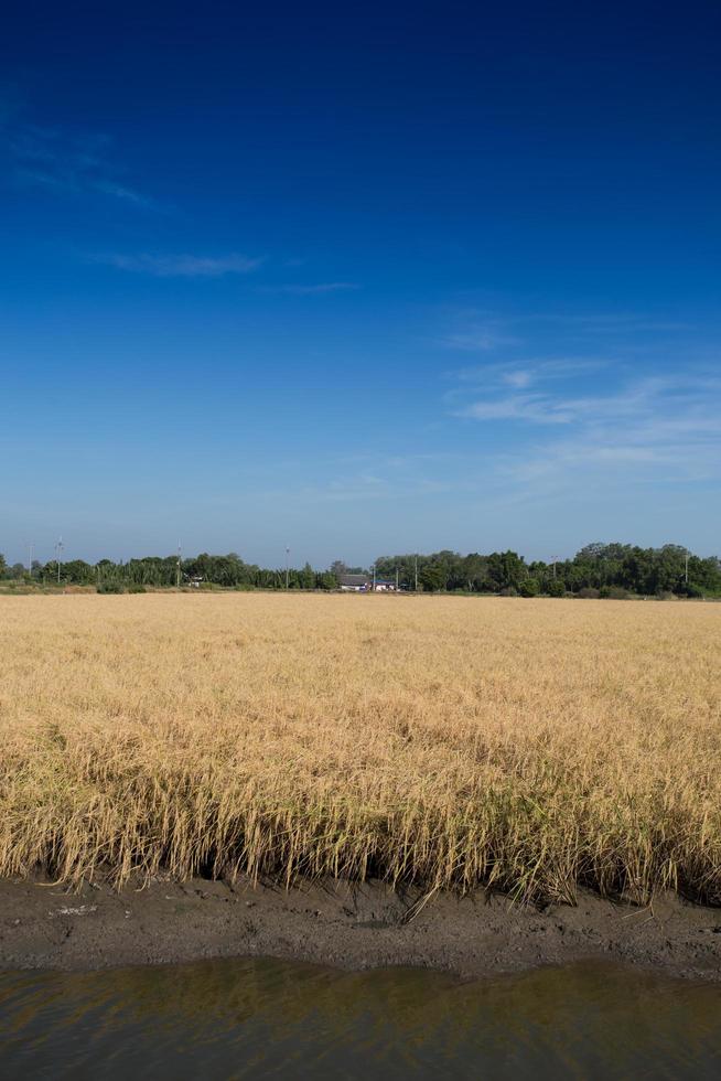 Golden paddy rice field ready for harvest photo