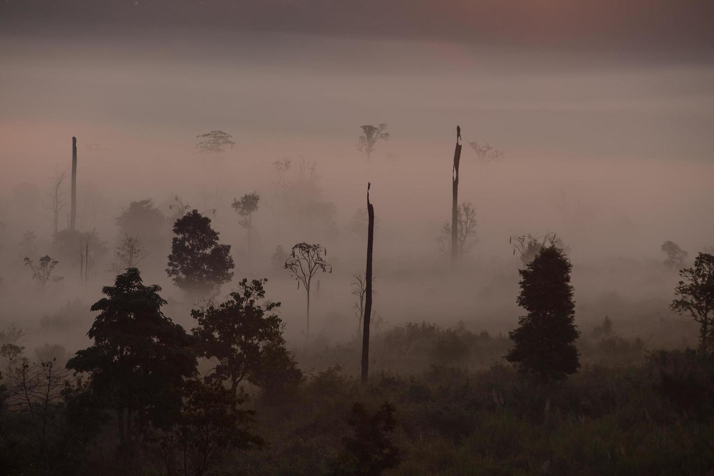 Fog mountain in the early morning sunrise photo