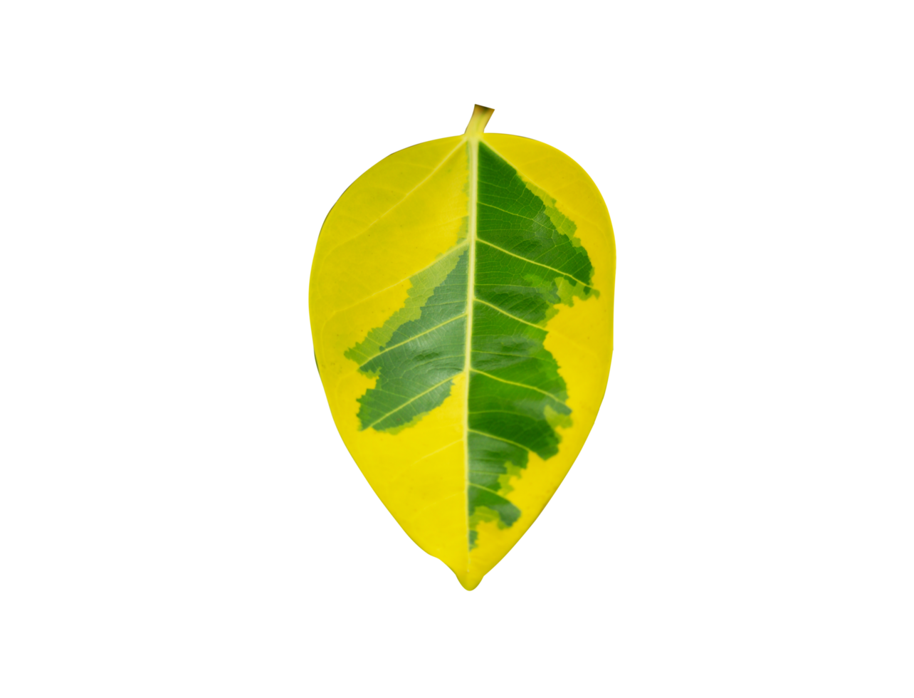 beautiful leaves on transparent background png