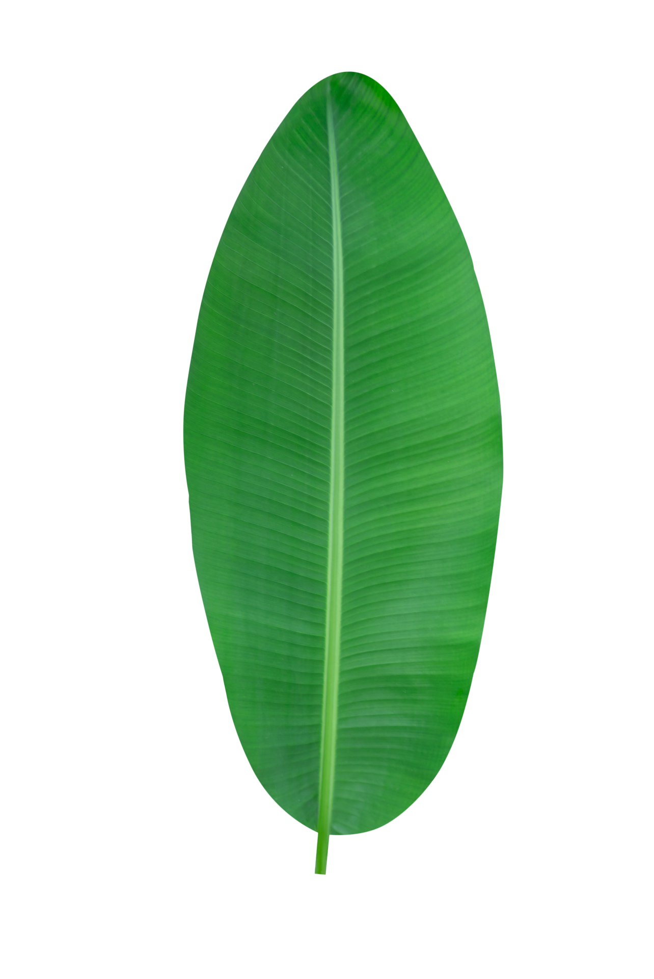 Banana Leaf PNGs for Free Download