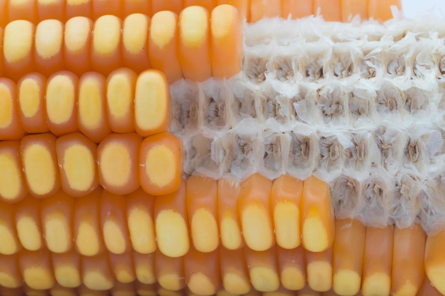 close up of the corn photo