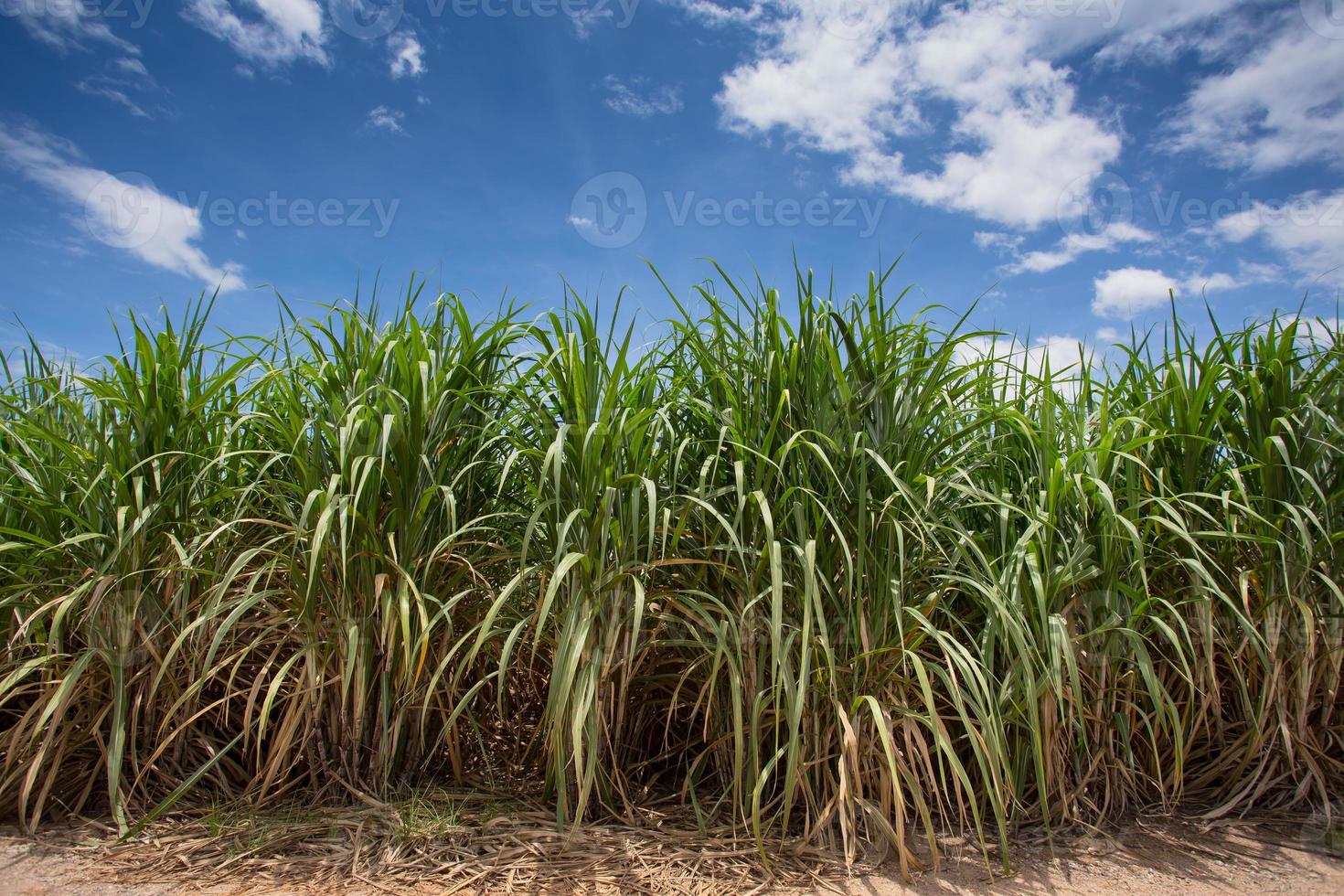 Landscape of sugar cane plantation photo