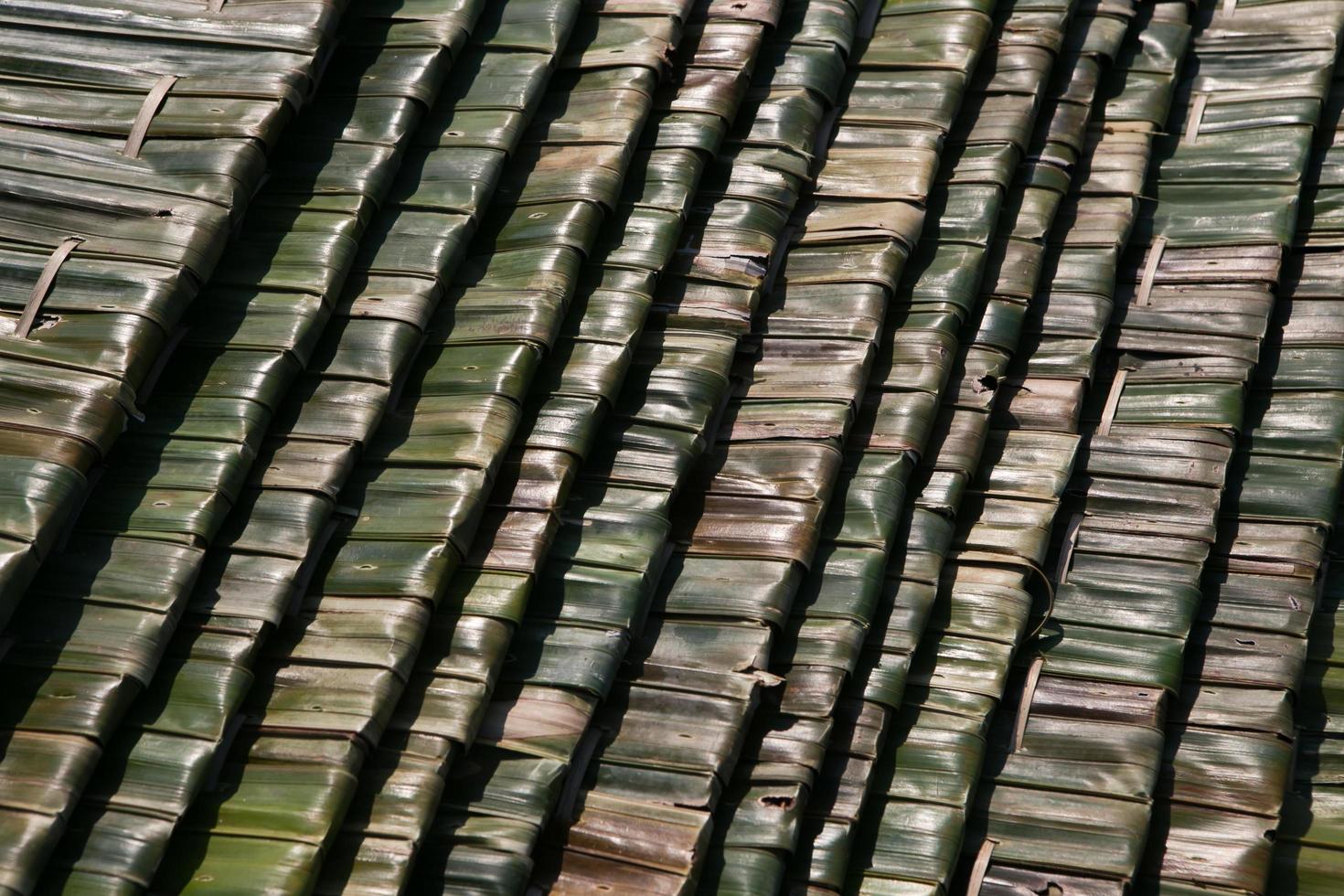 Pattern of Nipa palm photo