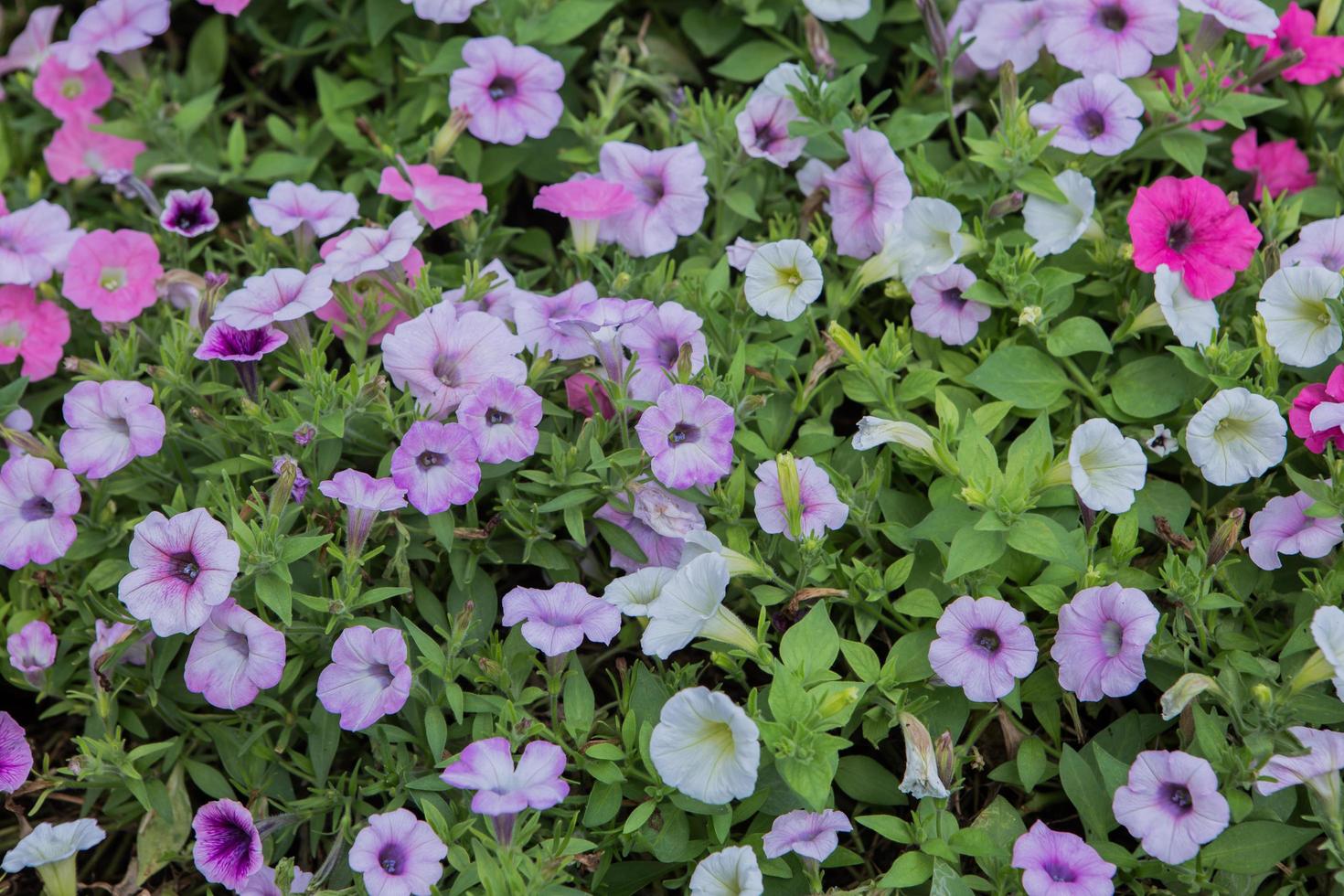 flowerbed with multicolored photo