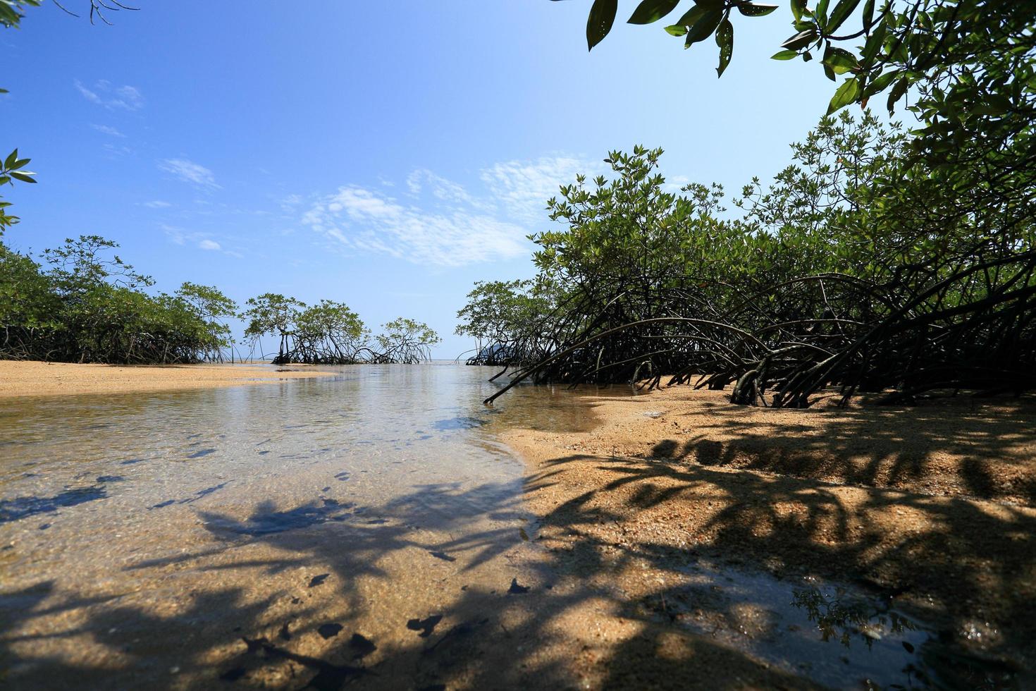 Mangrove forest in the tropical place photo