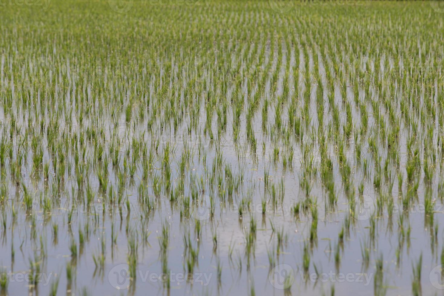 Rice fields, began to grow in the countryside photo