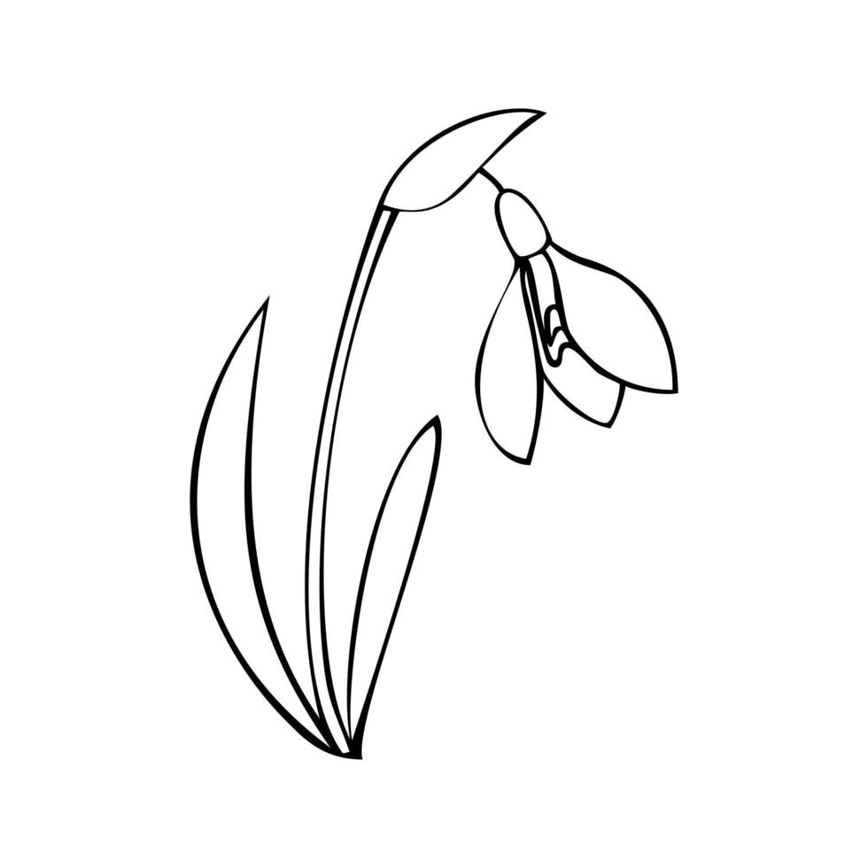 Monochrome picture, simple snowdrop flower, spring flowers, vector illustration on white background