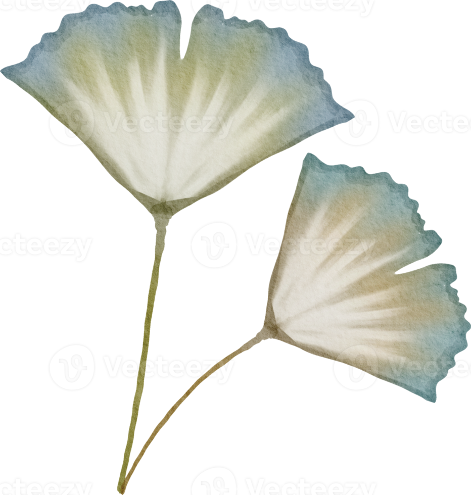 akvarell ginkgo blad png