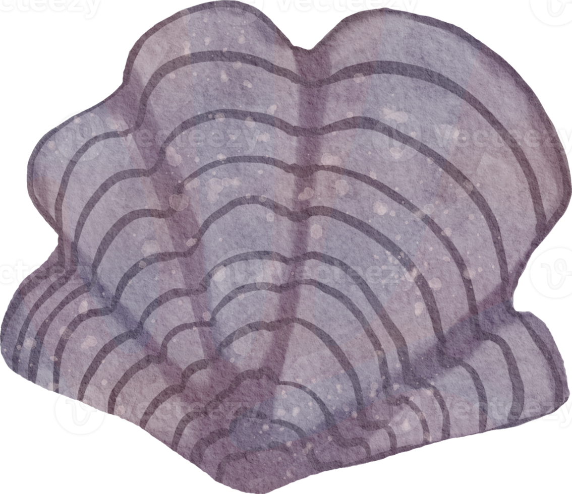 watercolor Shellfish seashell png