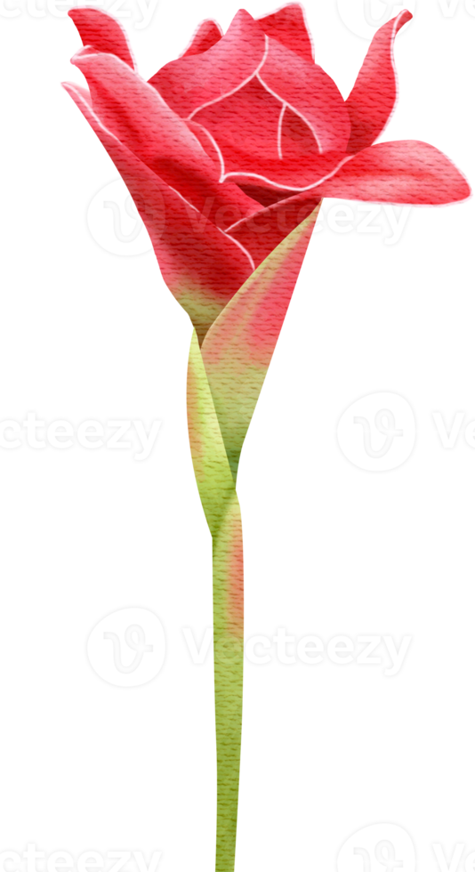 Red Torch Ginger Flower png