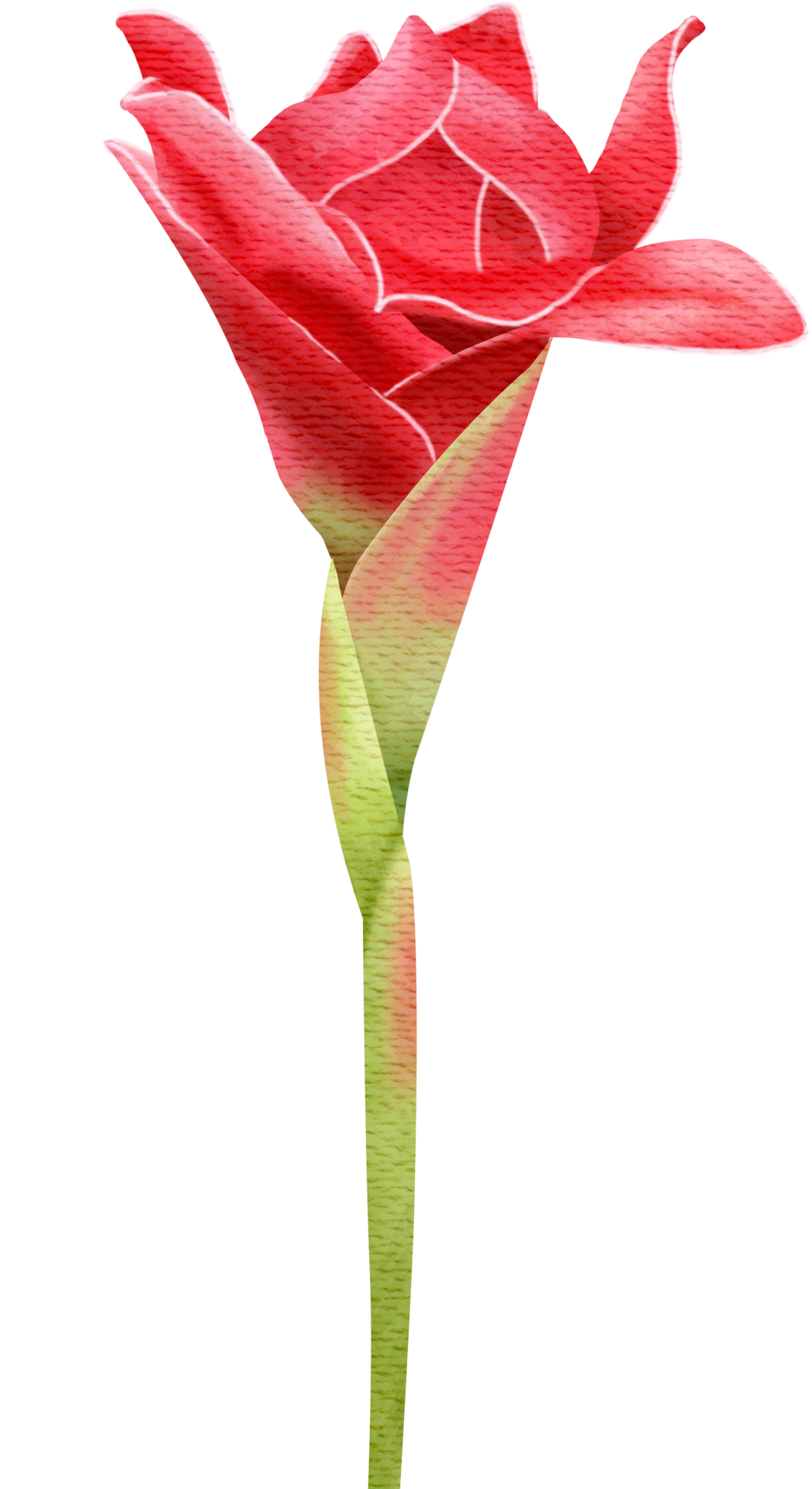 Red Torch Ginger Flower 9586605 PNG