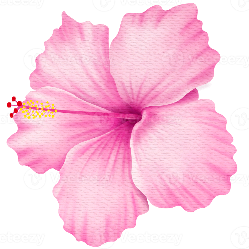 stile acquerello rosa cinese fiore rosa png