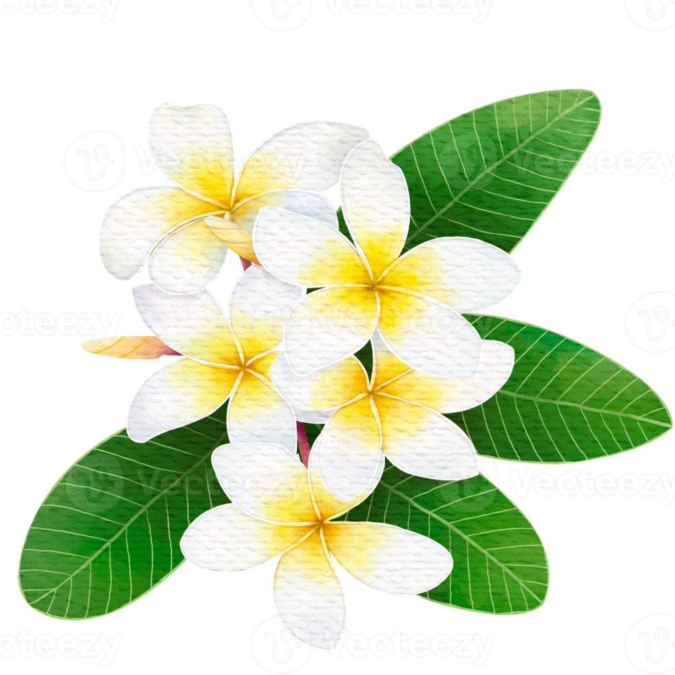 frangipani met bladeren in aquarelstijl png