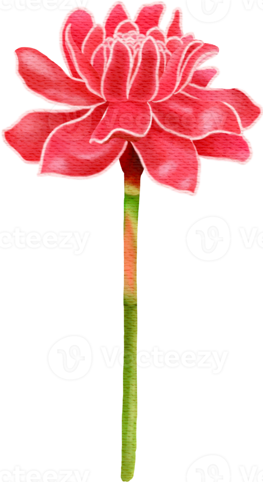 Blooming Red Torch Ginger Flower png