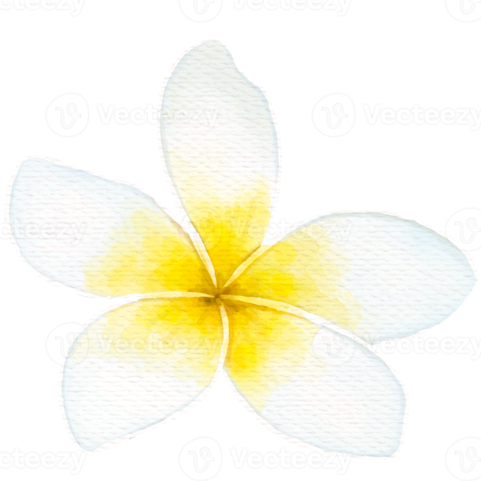 frangipani blomma akvarell stil png