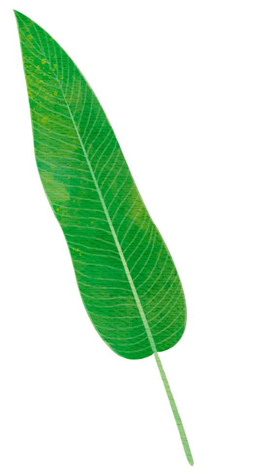 hoja verde larga tropical png