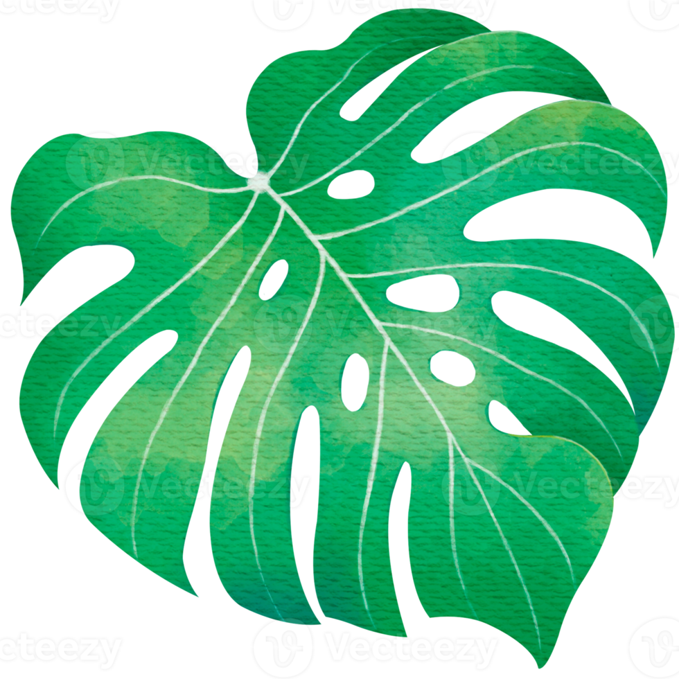 Monstera Leaf Watercolor png