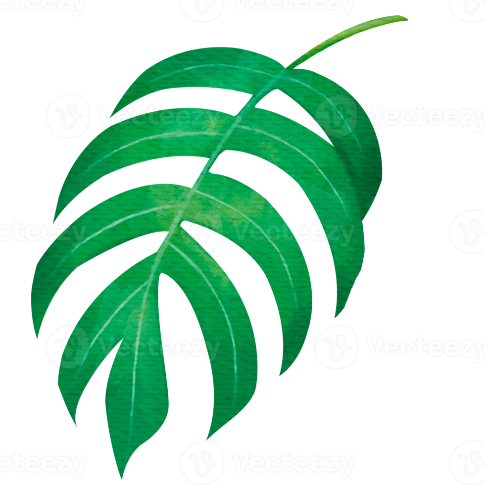 Tropical Monstera Leaf png