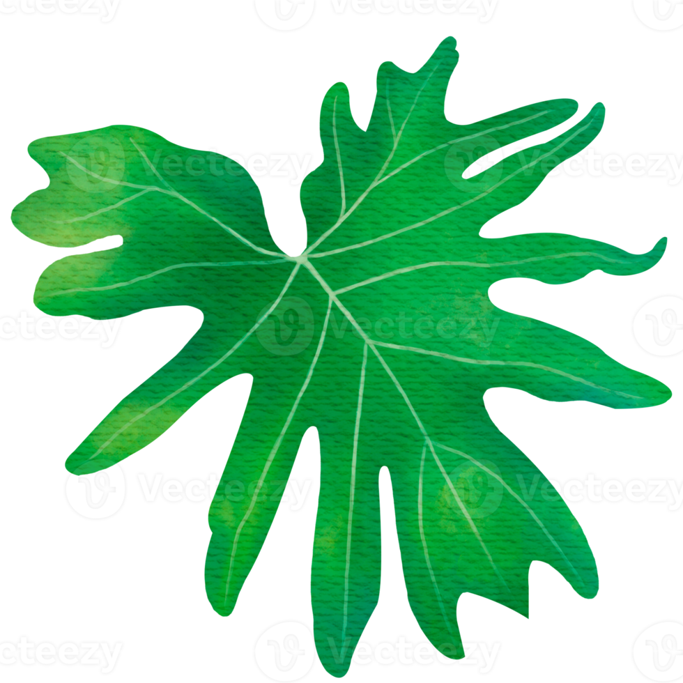 Philodendron Leaf with Stem png