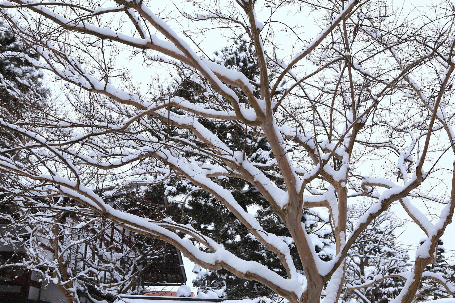 Snowfall in the winter park photo