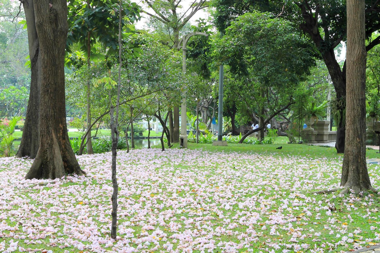 Pathway through a Beautiful Public Park photo
