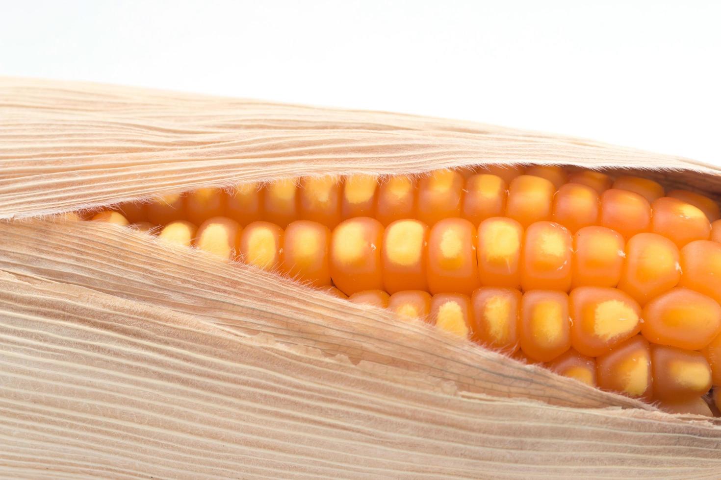 close up of the corn photo