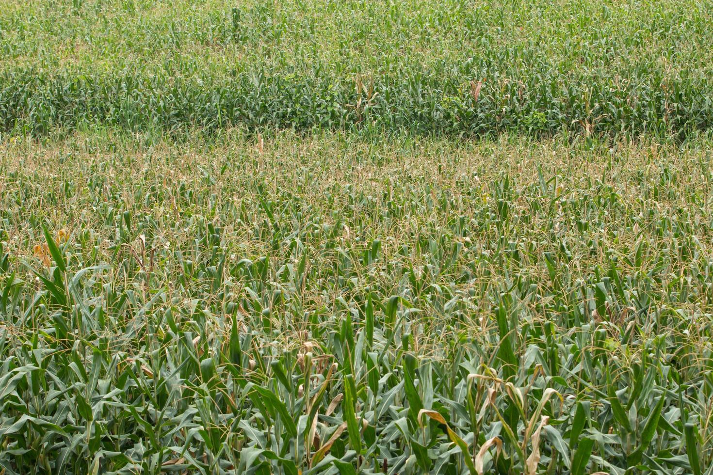 Green field of corn growing up 9587404 Stock Photo at Vecteezy