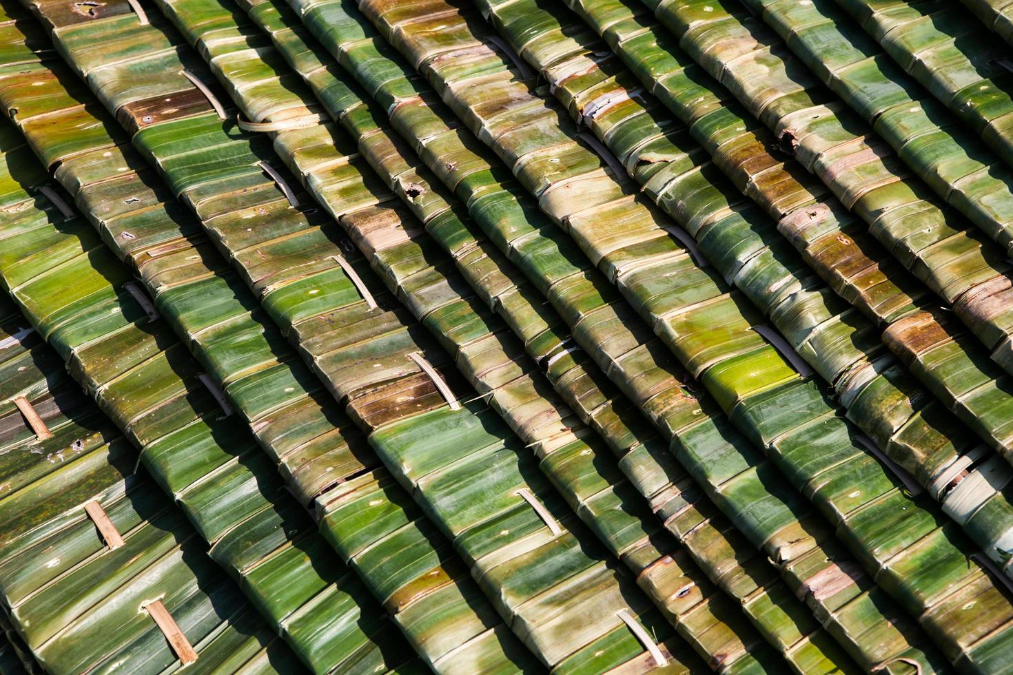 Pattern of Nipa palm photo