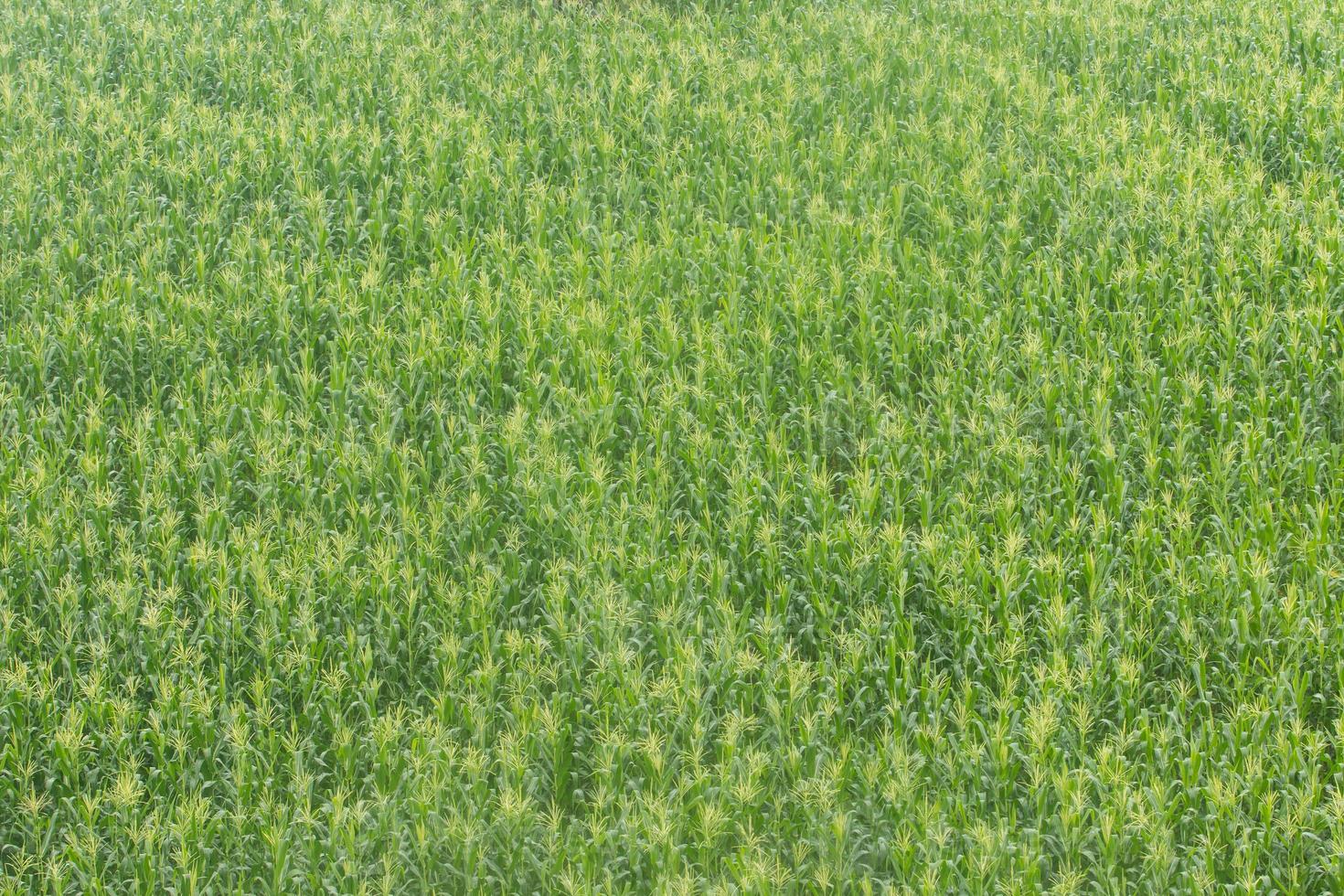 Green field of corn growing up photo