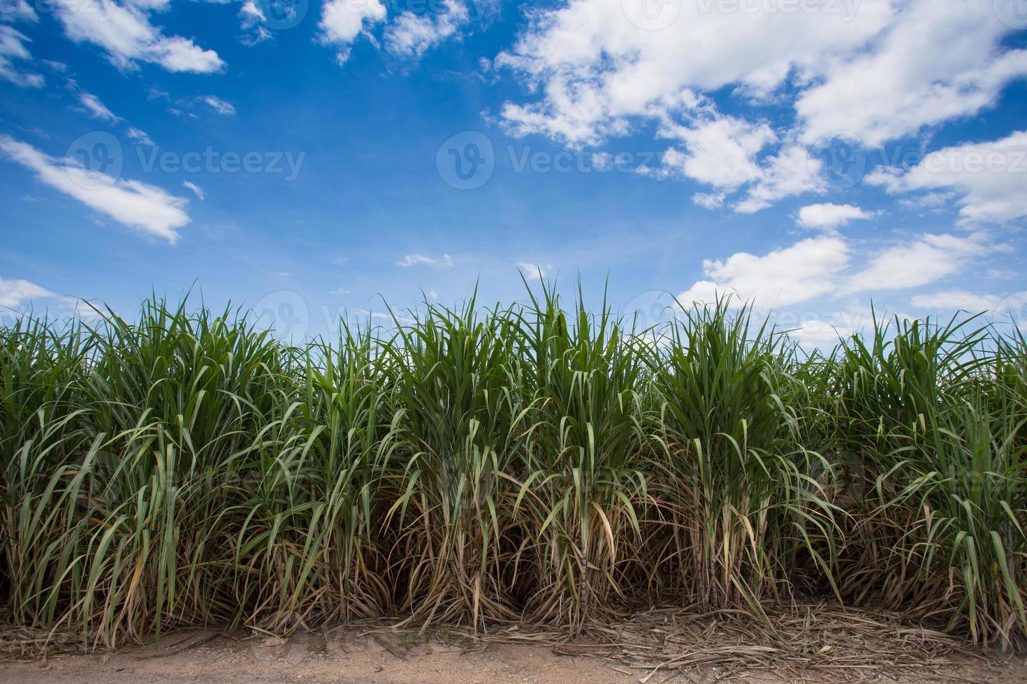 paisaje de plantaciones de caña de azúcar foto