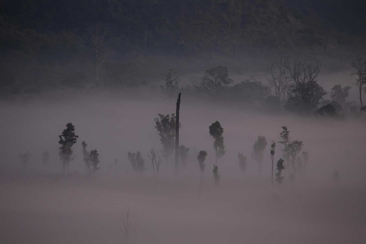 Fog mountain in the early morning sunrise photo