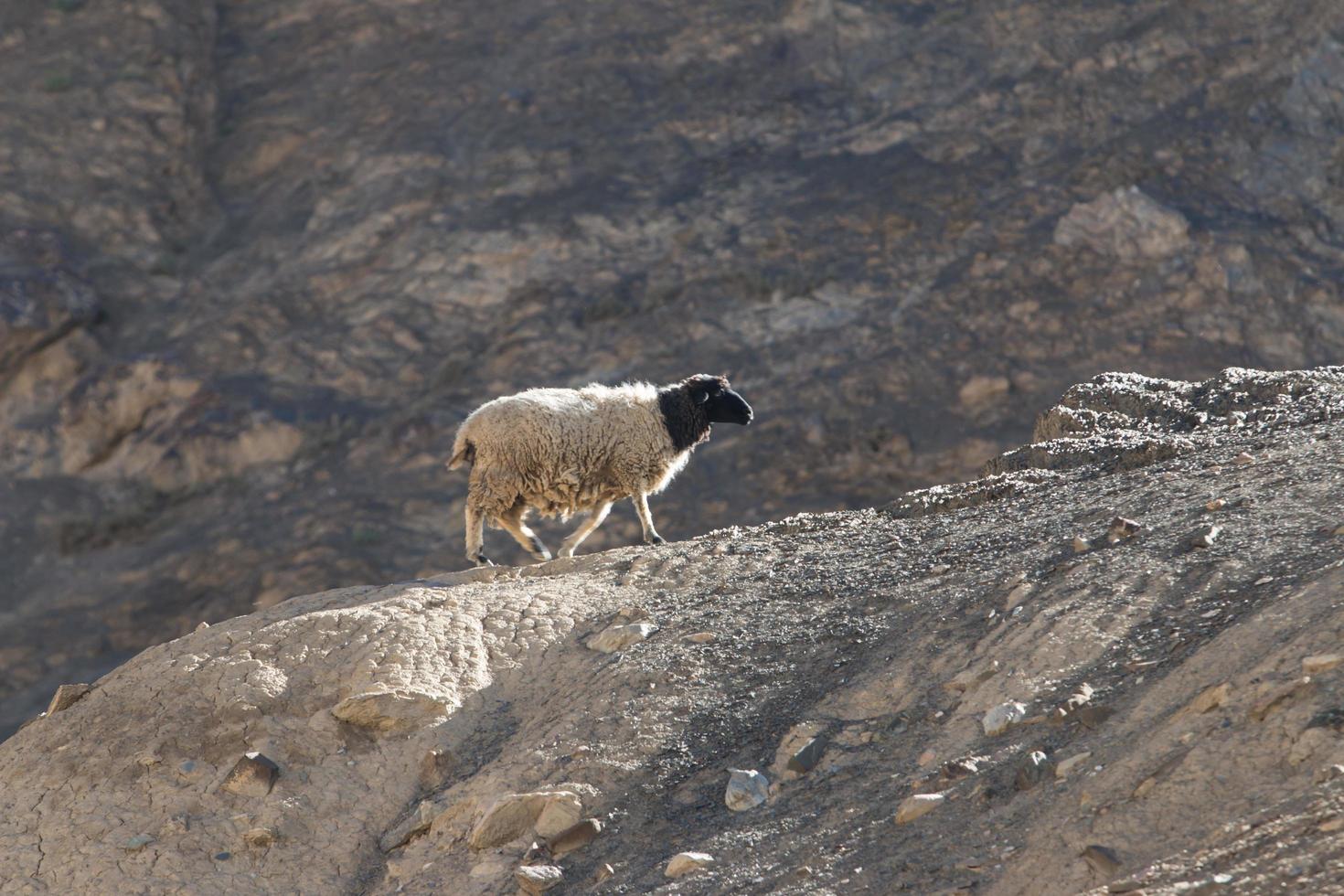 Goats on the Rock at Moon Land Lamayuru Ladakh ,India 9587626 Stock