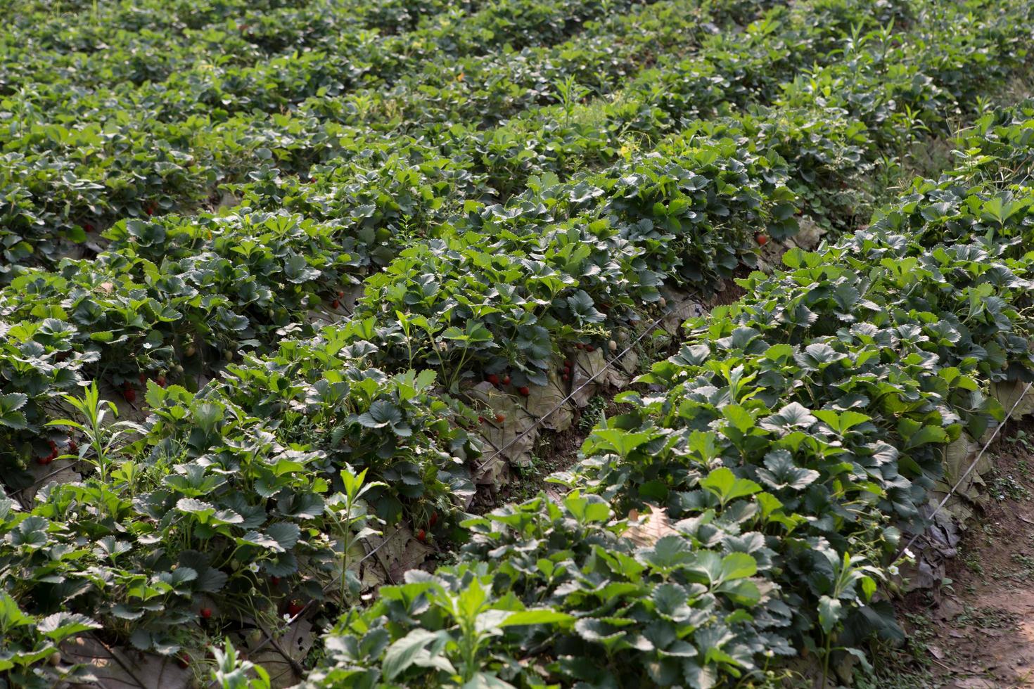 Strawberry Field or Strawberry photo