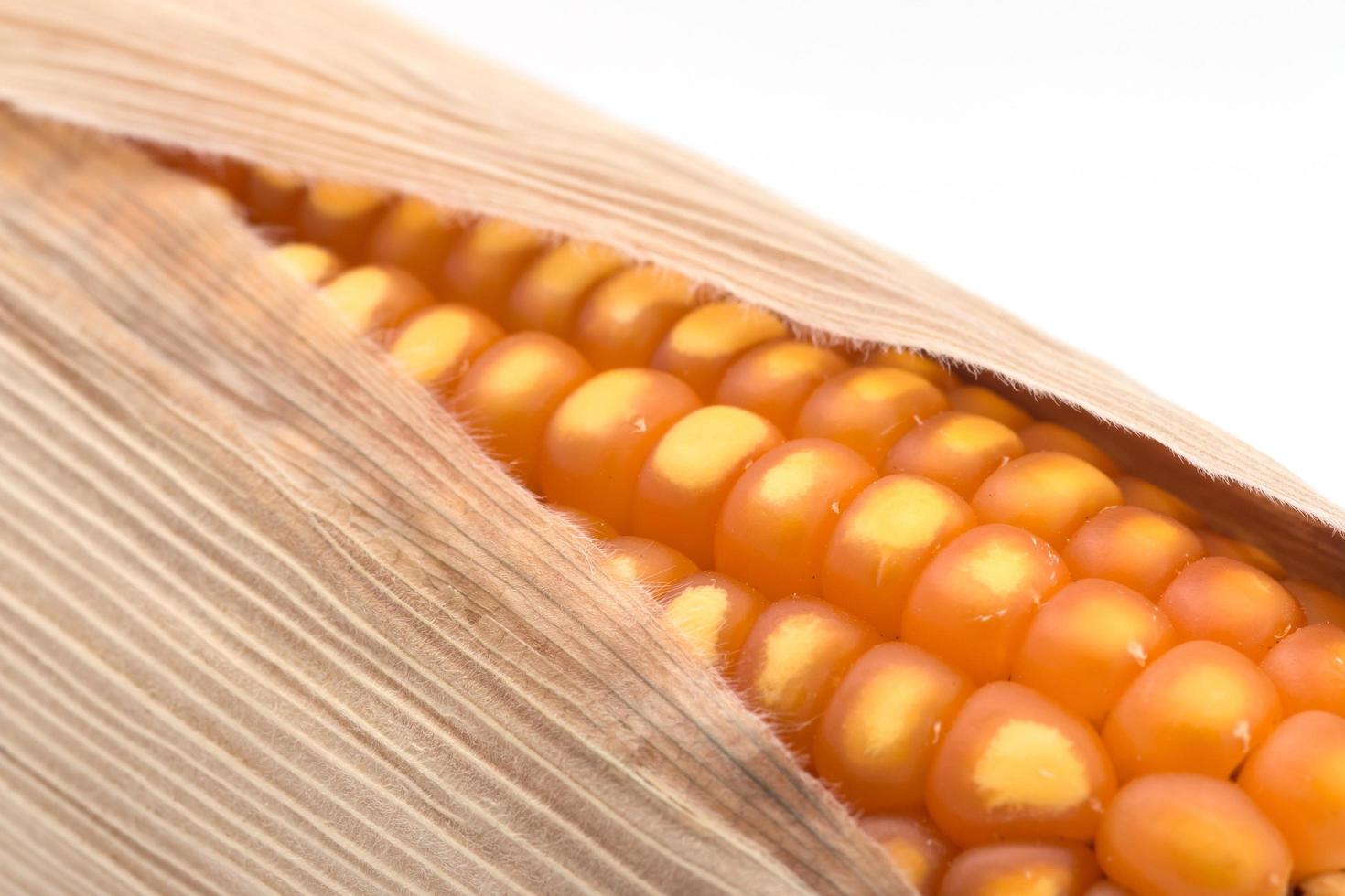 close up of the corn photo