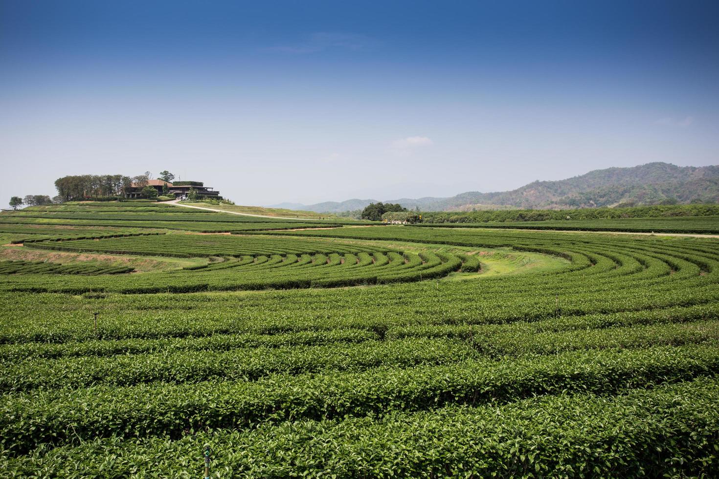 green tea plantations in mountain photo