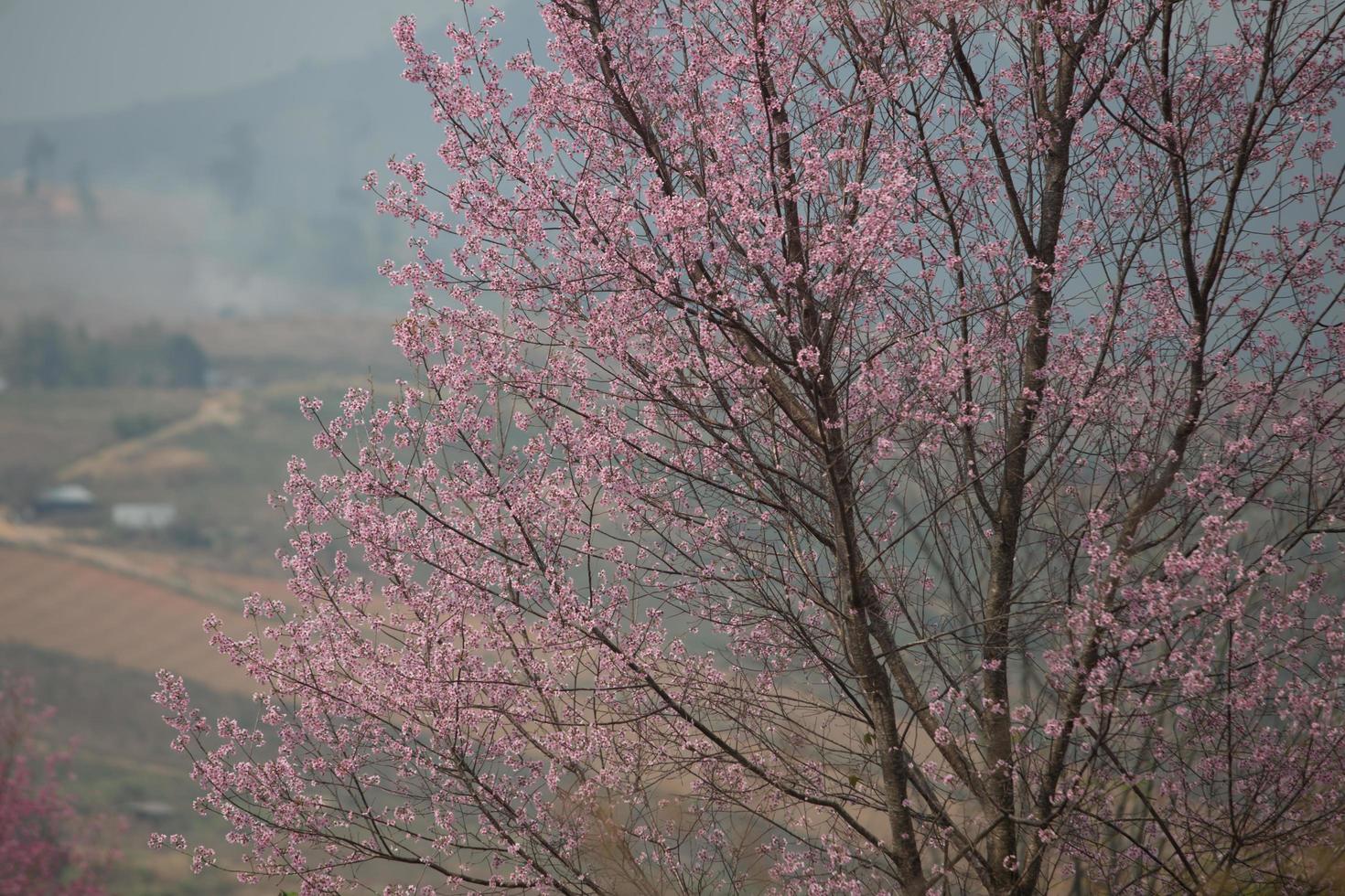 Wild Himalayan Cherry photo