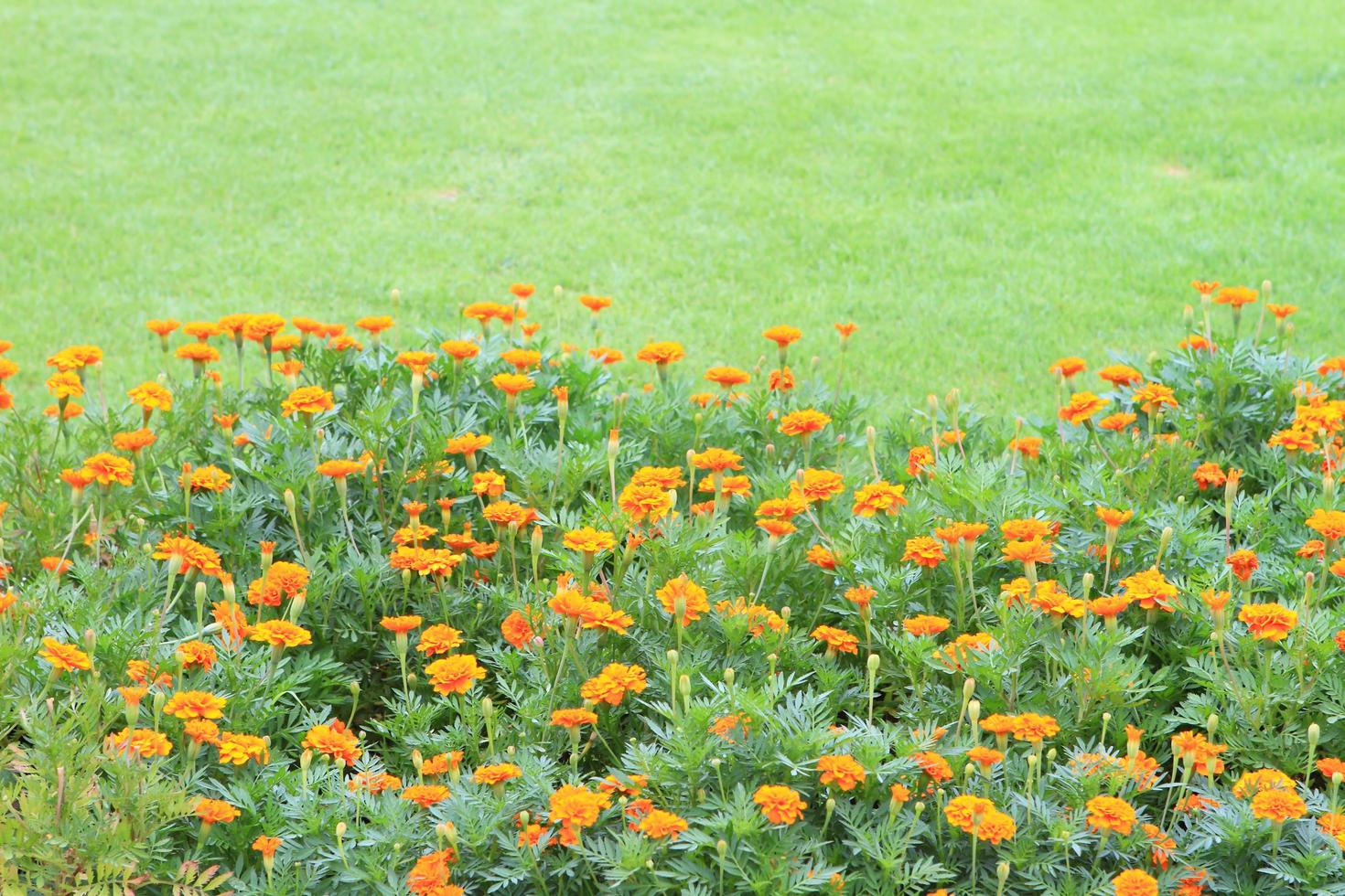 Marigold Yellow Flower field in the green garden. photo