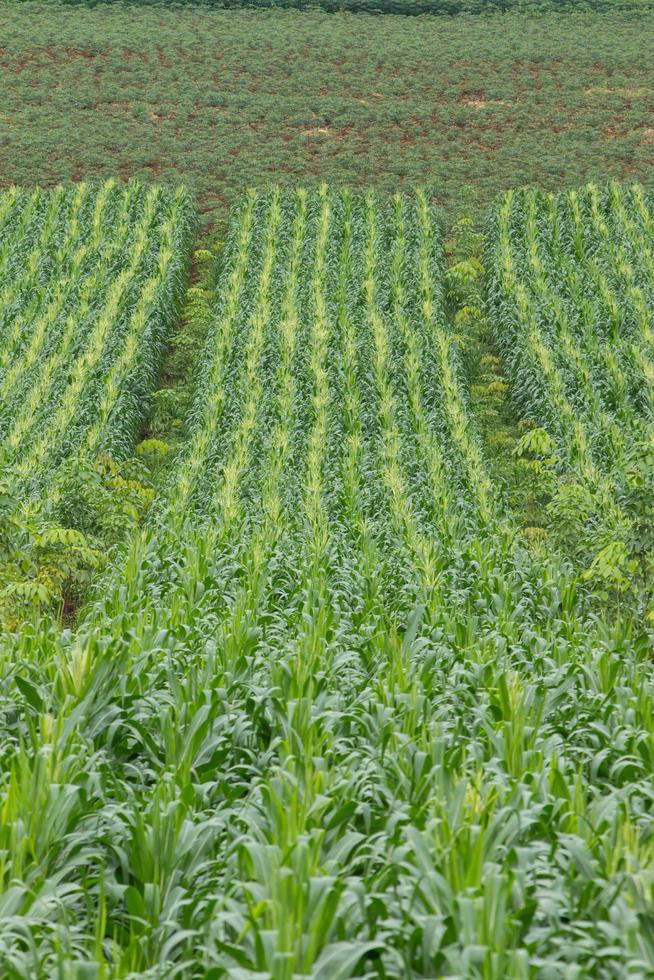 Green field of corn growing up photo