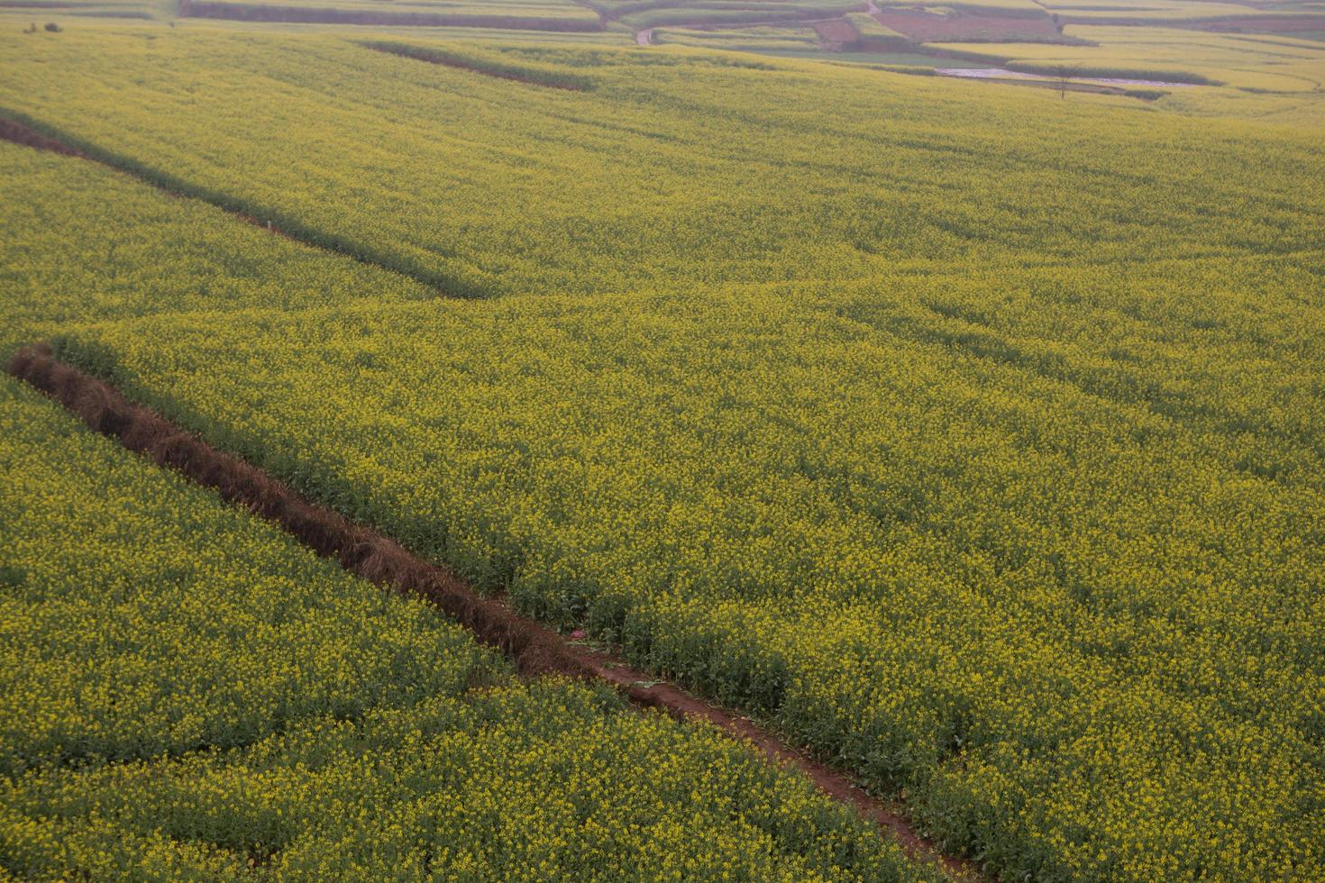 Yellow rapeseed flower field with the mist in Luoping, China photo