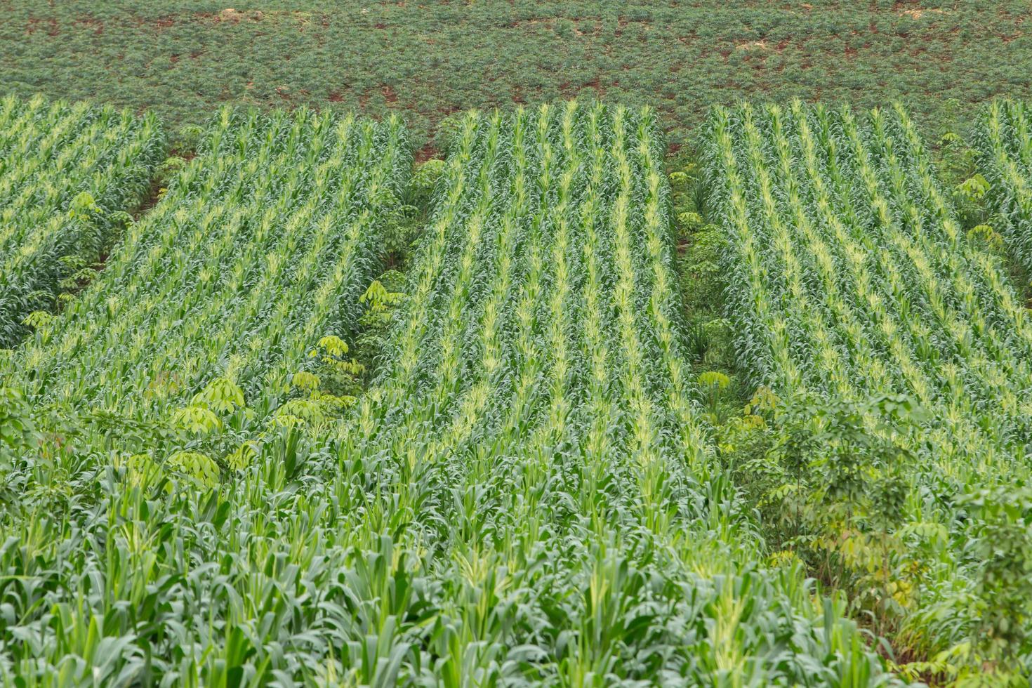 campo verde de maíz creciendo foto