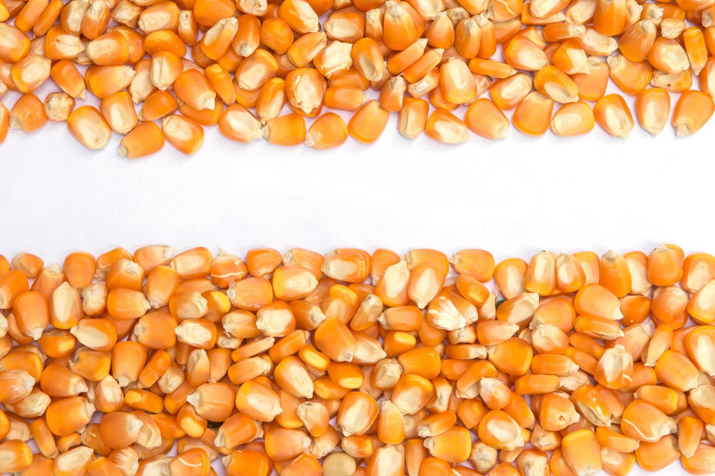 Dried raw corn kernels border on white background photo