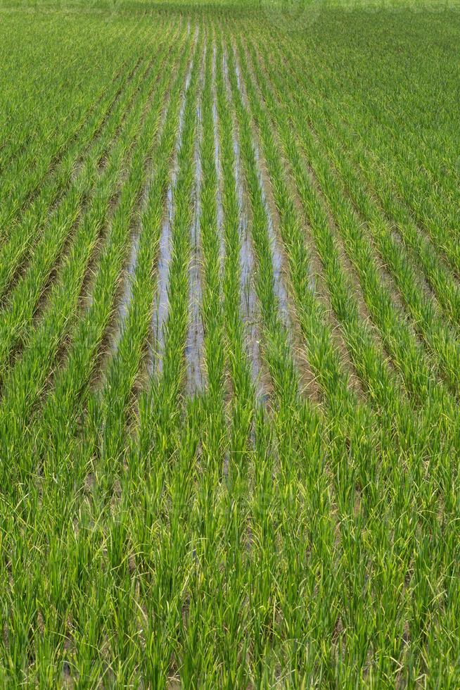 campo de arroz verde paisaje de fondo foto